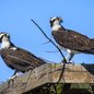 Osprey Pair