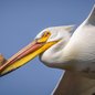 American White Pelican