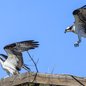 Osprey Pair 