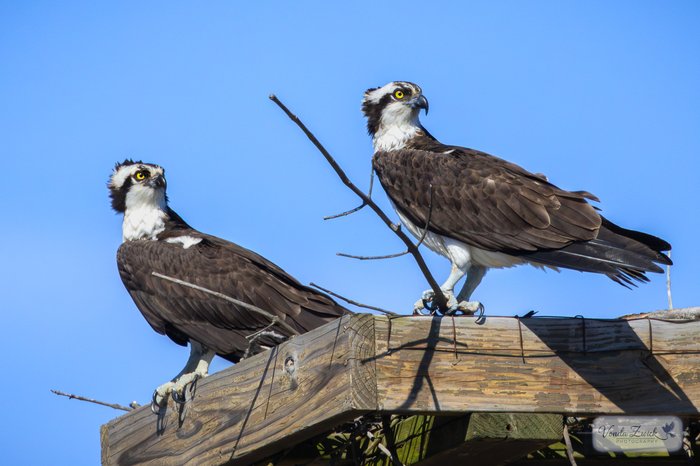 Osprey Pair