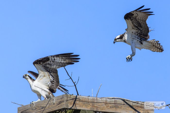 Osprey Pair 