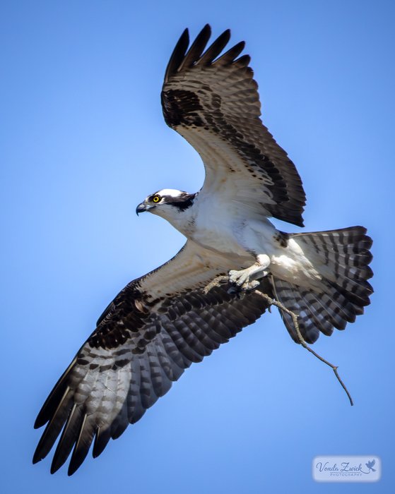 Osprey