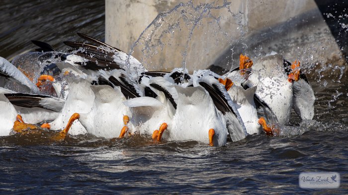 American White Pelicans