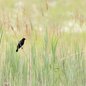 Red-winged Blackbird
