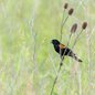 Red-winged Blackbird