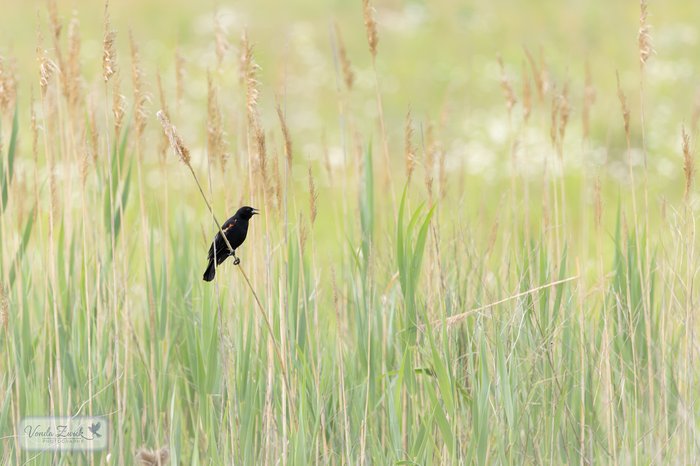 Red-winged Blackbird