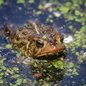 American Toad