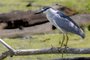 Black-crowned Night Heron