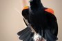 Red-winged Blackbird