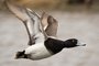 Lesser Scaup