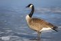 Canada Goose