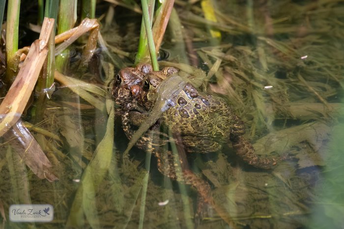 American Toads