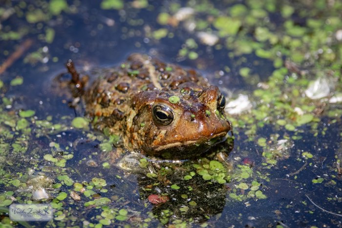 American Toad