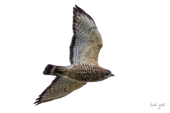 Broad-winged Hawk