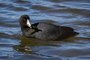 American Coot