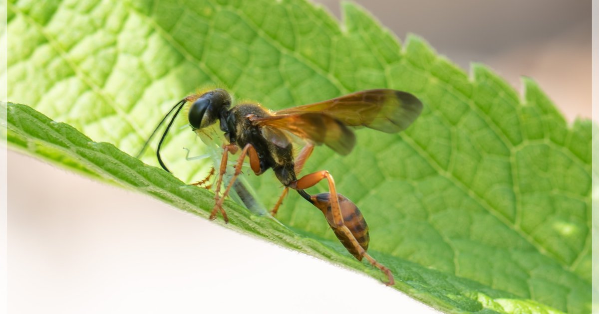 New Species Grasscarrying Wasp