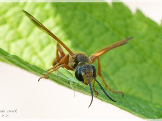 Grass-carrying Wasp