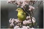 American Goldfinch