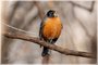 American Robin