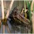 American Toad