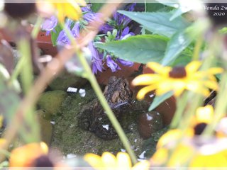 American Toad