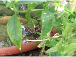 American Toad