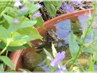 American Toad