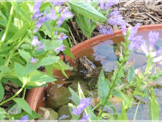 American Toad