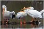 American White Pelicans