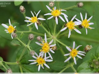 Big-leaved Aster
