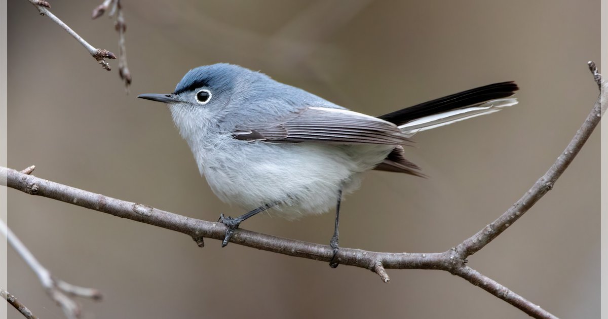 Blue-gray Gnatcatcher - Polioptila caerulea - Birds of the World