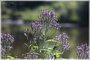 Blue Vervain