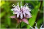 Bradbury's Monarda