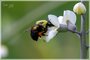 Brown-belted Bumble Bee