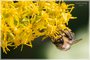 Bumble Bee