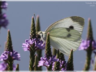 Cabbage White