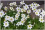 Canada Anemone