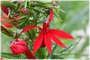 Cardinal Flower