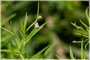 Cinnamon Willow Herb