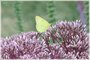 Clouded Sulphur