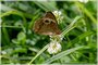Common Buckeye