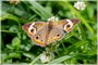 Common Buckeye