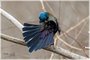 Common Grackle
