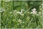 Common Mountain Mint
