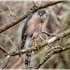 Cooper's Hawk