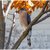 Cooper's Hawk
