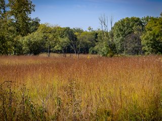 Big Blue Stem Grassland