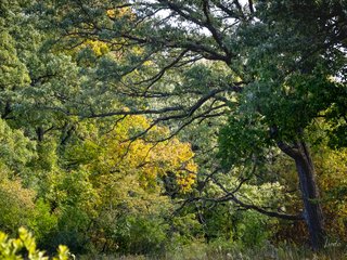 Along Burr Oak Path
