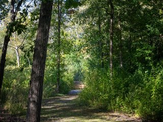 Path through the Trees