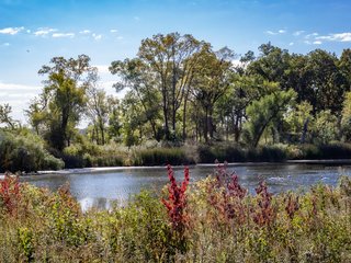 Bulrush Pond